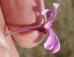 Pelargonium reniforme