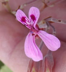 Pelargonium reniforme
