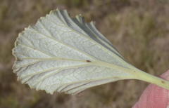 Pelargonium reniforme
