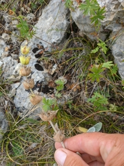 Sideritis catillaris