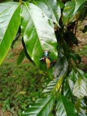 Euthyrhynchus floridanus