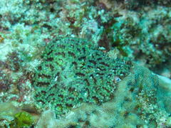 Micromussa indiana