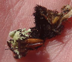 Xanthoparmelia hottentotta