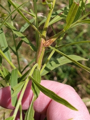 Lasioptera cylindrigallae