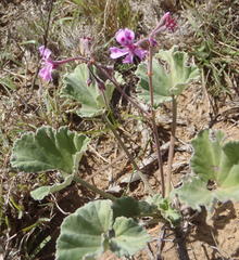 Pelargonium reniforme