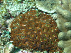 Micromussa indiana