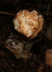 Itajahya galericulata