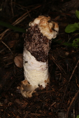 Itajahya galericulata