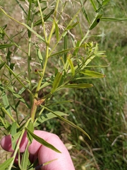Lasioptera cylindrigallae