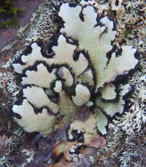 Xanthoparmelia hottentotta