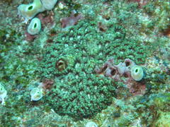 Micromussa indiana