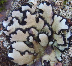 Xanthoparmelia hottentotta