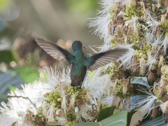 Chrysuronia oenone
