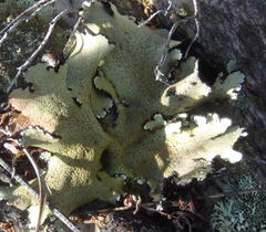 Xanthoparmelia hottentotta