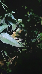 Bradypodion thamnobates