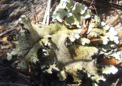 Xanthoparmelia hottentotta