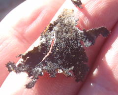 Xanthoparmelia hottentotta