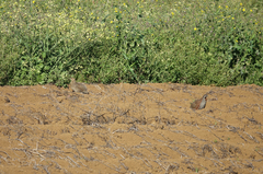 Margaroperdix madagarensis