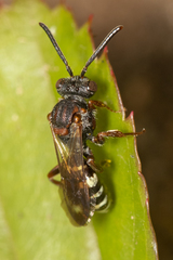 Nomada vicina