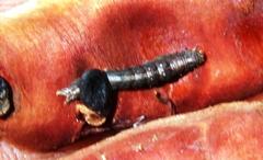 Pandesma robusta