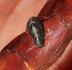 Pandesma robusta