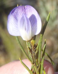 Psoralea diturnerae