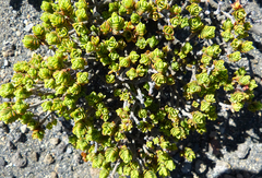 Pimelea microphylla
