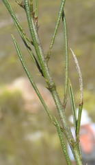 Psoralea diturnerae