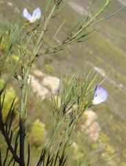Psoralea diturnerae