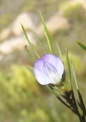 Psoralea diturnerae