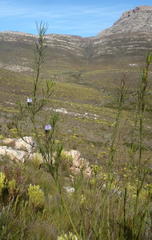 Psoralea diturnerae