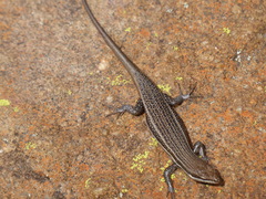 Trachylepis laevigata