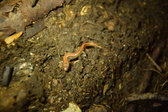 Desmognathus aeneus