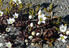 Gentianella bellidifolia