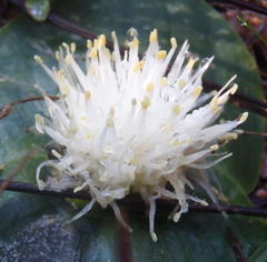 Massonia