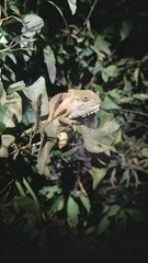 Bradypodion thamnobates