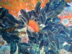 Pentacta doliolum
