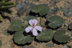 Pelargonium sibthorpiifolium