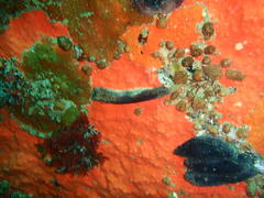 Pentacta doliolum