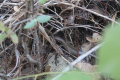 Trachylepis gravenhorstii