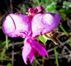 Podalyria burchellii