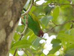 Tangara gyrola