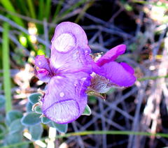 Podalyria burchellii