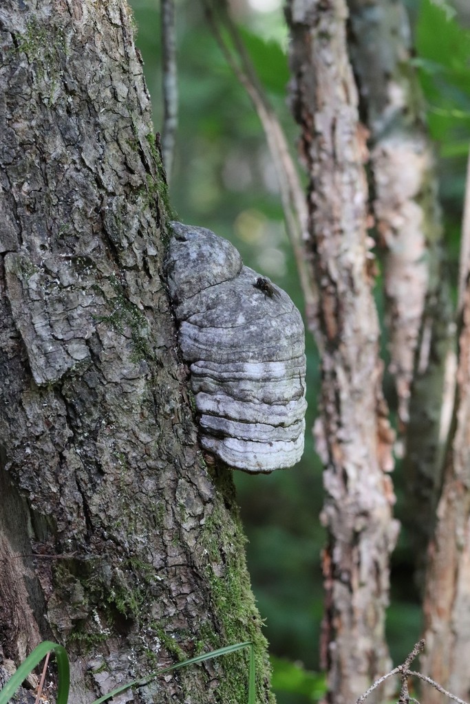 Fomes fomentarius · August 2021 · photo: © ninacourlee (iNaturalist, cc-by)