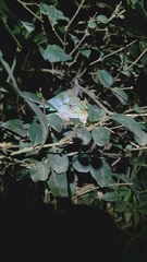 Bradypodion thamnobates