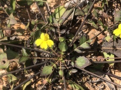 Goodenia caroliniana