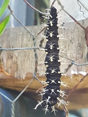 Colobura dirce