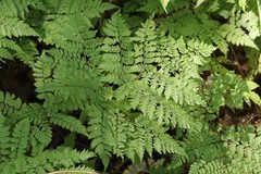 Dryopteris amurensis