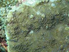 Montipora effusa