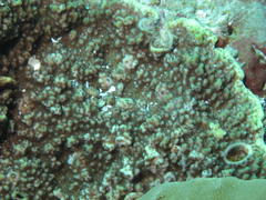 Montipora floweri